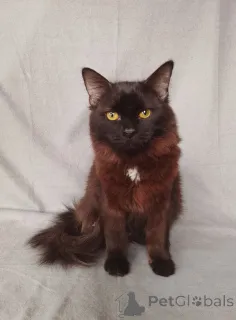 Дополнительные фото: Дотти ищет дом!