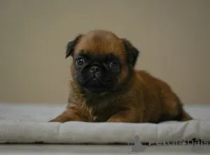 Фото №3. Очаровательная девочка пти брабансона.  Беларусь