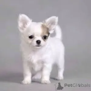 Фото №4. Продажа чихуахуа в Люксембург частное объявление, заводчик - цена 92767₽