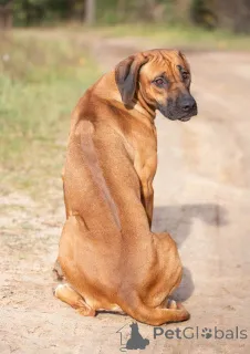 Дополнительные фото: Родезийский риджбек