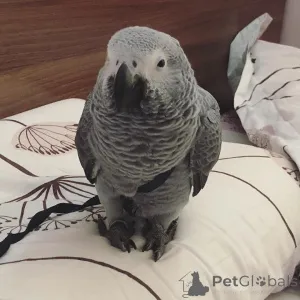 Фото №1. американский бульдог, американский булли, американский кокер-спаниель, американский питбультерьер, бассет-хаунд, бигль - купить в Бронксвилл за договорная. Объявление №145244