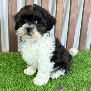 Фото №1. беспородная - купить в Байенфурт за 27830₽. Объявление №151465