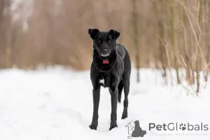 Дополнительные фото: Добрый пес Дрэйк в добрые руки.