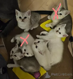 Фото №1. британская короткошёрстная - купить в Koblenz за договорная. Объявление №120010