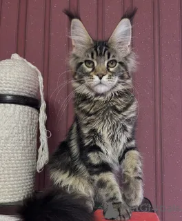 Фото №4. Продам мейн-куна в Аренсбург заводчик - цена 88129₽