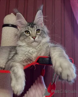 Фото №2 к объявлению №160663 о продаже мейн-кун - купить в Великобритании заводчик