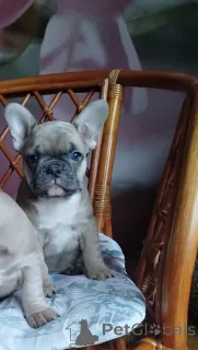 Фото №3. Милые девочки французский бульдог.  Беларусь