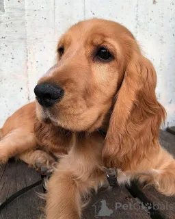 Фото №4. Продажа английского кокер-спаниеля в Далум частное объявление, заводчик - цена 115959₽