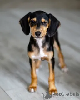 Дополнительные фото: Очаровательная девочка Зиппи готова к переезду в новый дом.