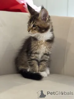 Дополнительные фото: Котята мейн-кун LOOF