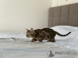 Дополнительные фото: Бенгальские котята с документами WCF