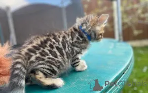 Дополнительные фото: Великолепные породистые бенгальские котята