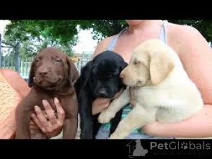 Фото №3. Лабрадор-ретривер Welpen zu verkaufen.  Люксембург