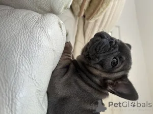 Дополнительные фото: Эксклюзив! Щенки французского бульдога.