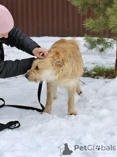 Фото №4. Продажа беспородную в Москова частное объявление - цена Бесплатно