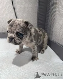 Дополнительные фото: Все щенки еще свободны. Ветеринар проверил готовность к родам, если необходимо,