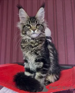 Фото №4. Продам мейн-куна в Астон заводчик - цена 231918₽