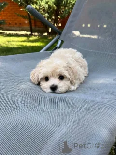 Фото №3. Продаются милые очаровательные щенки мальтийской болонки. Свяжитесь с WhatsApp.  Финляндия