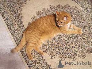 Фото №2 к объявлению №158300 о продаже  - купить в России частное объявление