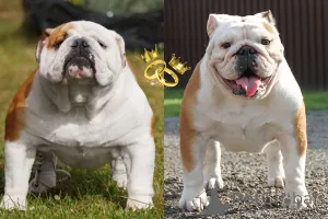 Дополнительные фото: Щенок английского бульдога
