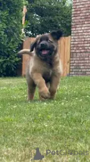 Фото №2 к объявлению №167632 о продаже леонбергера - купить в Германии частное объявление, заводчик