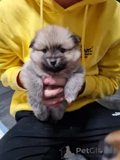 Фото №2 к объявлению №164307 о продаже чихуахуа - купить в Германии 