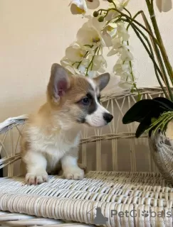 Дополнительные фото: Welpen von Corgi