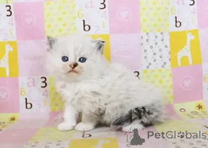 Фото №3. Игривые котята Рэгдолл на переезд.. Эстония