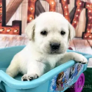 Фото №2 к объявлению №137166 о продаже лабрадор-ретривера - купить в Германии заводчик