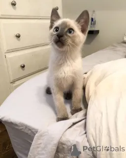 Фото №1. сиамская - купить в Алингс за 64937₽. Объявление №162969