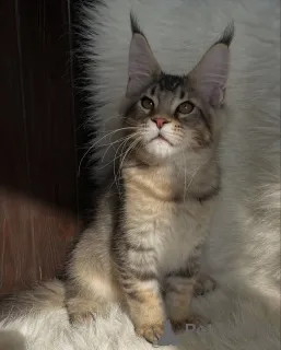 Дополнительные фото: Там, где спокойствие, там Уиллоу сердцебиение каждого уютного дома.