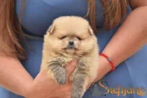Дополнительные фото: Миниатюрные щенки Spitz Boo Pomeranian