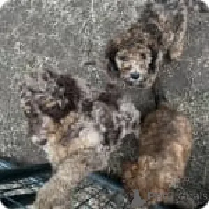 Дополнительные фото: Алда