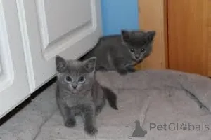 Фото №2 к объявлению №164665 о продаже русская голубая - купить в Финляндии частное объявление, заводчик