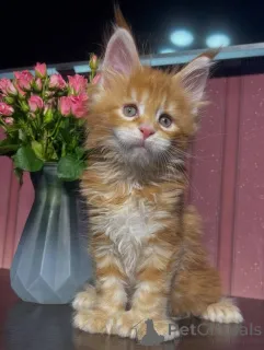 Фото №3. Котята мейн-кун. США