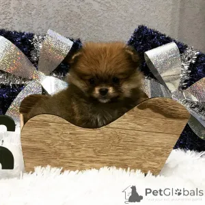 Дополнительные фото: Красивые миниатюрные щенки детей на продажу