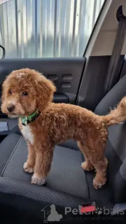 Дополнительные фото: Солозцы красивые щенки для продажи