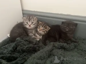 Фото №1. мейн-кун - купить в Dettenheim за Бесплатно. Объявление №145310