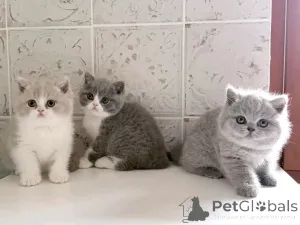 Фото №3. Британский длинношерстный котенок на усыновление. Бельгия