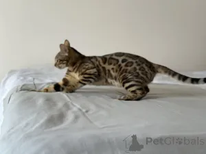 Дополнительные фото: Бенгальская кошка
