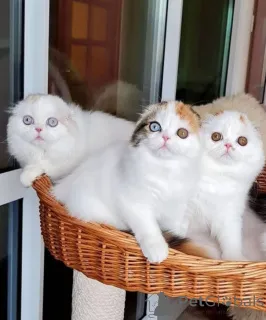 Фото №2 к объявлению №162658 о продаже  - купить в Швейцарии 