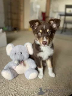 Фото №1. австралийская овчарка - купить в Венорф Бей Гамбург за 83490₽. Объявление №150653