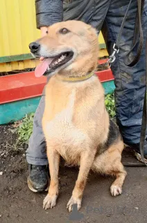 Дополнительные фото: Добрая, ласковая, жизнерадостная собака Ласка ищет дом!