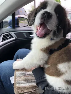 Фото №1. сенбернар - купить в Айзлинген за 37107₽. Объявление №157802