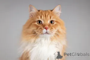 Фото №2 к объявлению №165911 о продаже  - купить в России из приюта