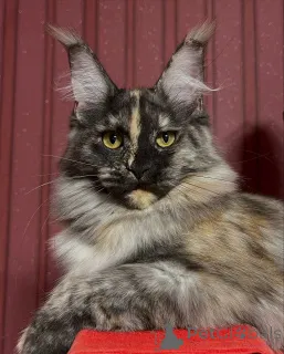 Дополнительные фото: Лунные глаза, молчаливая грация Луны превращают каждую ночь в волшебство.