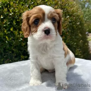 Фото №3. Wunderschöne Cavalier King Charles.  Германия