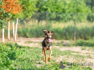 Дополнительные фото: Активная красавица Ива ищет любящую семью!