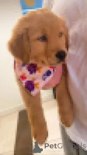 Фото №2 к объявлению №156079 о продаже лабрадор-ретривера - купить в Германии заводчик