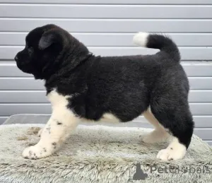 Дополнительные фото: Щенки американского стаффордширского терьера